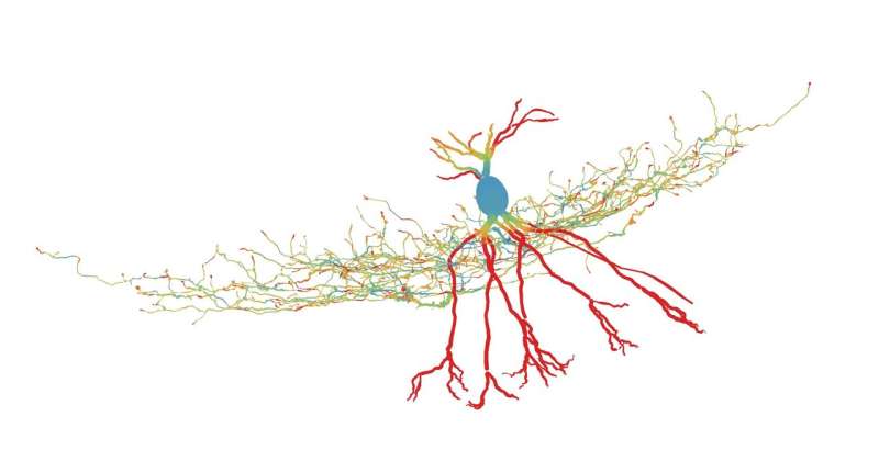 A certain type of neurons is more energy efficient than previously assumed