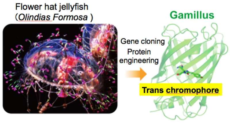 Acid-tolerant green fluorescent protein for bioimaging