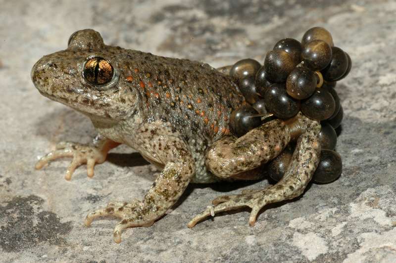 A classifier of frog calls for fighting against climate change