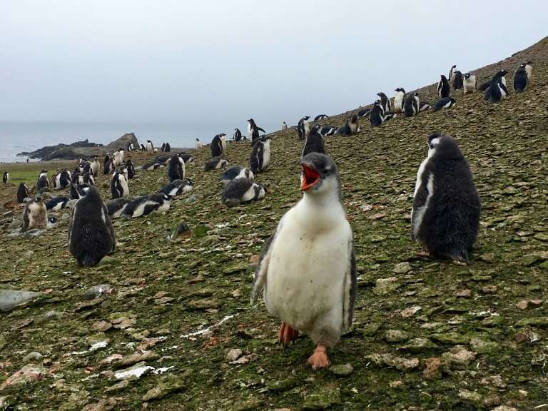 A colony of young Gentoo penguins seen on Ardley Island, Antarctica, are among the many species being studied by scientists from