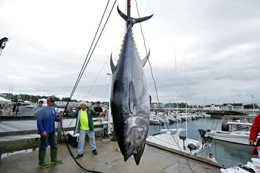 A controversial comeback for a highly prized tuna
