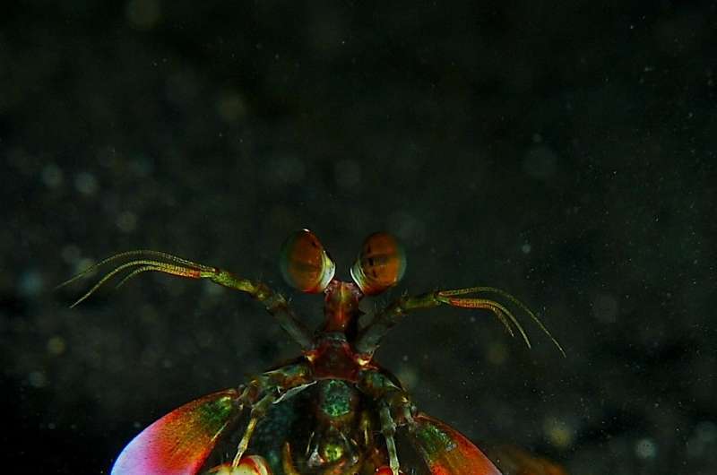 A cooler ocean predator than sharks? Consider the mantis shrimps