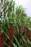 A crucial gene controls stem juiciness in sorghum and beyond