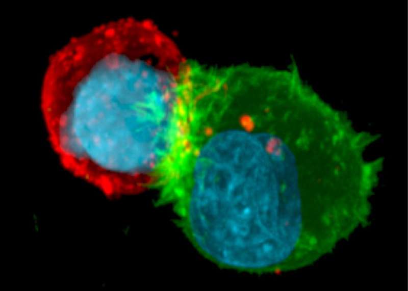 Actin cytoskeleton remodeling protects tumor cells against immune attack