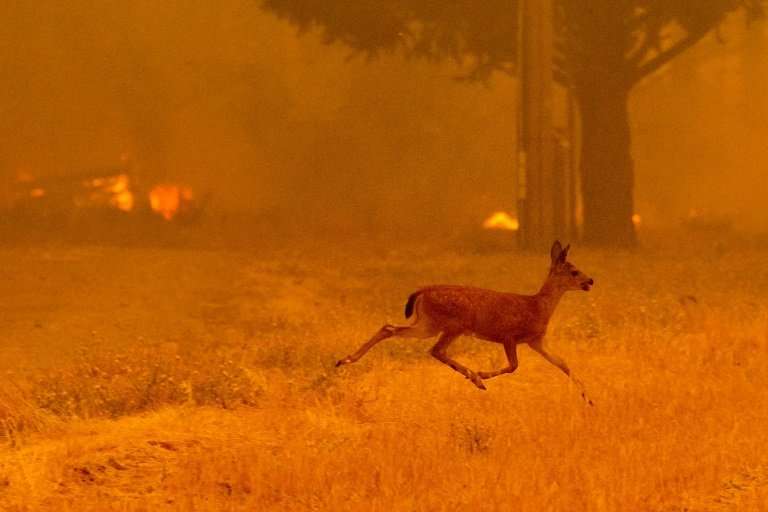 A deer runs from flames as the Ranch Fire tears down New Long Valley Rd near Clearlake Oaks, California, on Saturday