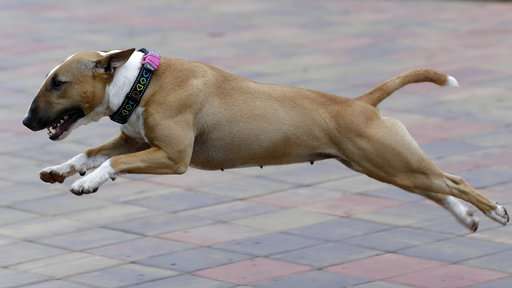 A dog's life: fitness trackers help put fat pets on a diet