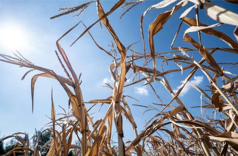 A dried corn field is pictured on August 6, 2018 in Mitschdorf, eastern France, as a heatwave sweeps across Europe