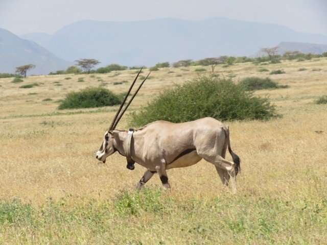 Aerial surveys highlight beisa oryx hotspot