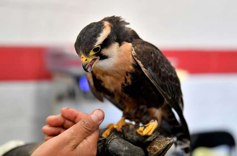 A falcon is fed after patrolling the runways and air space over Mexico City's Benito Juarez International Airport to scare off b