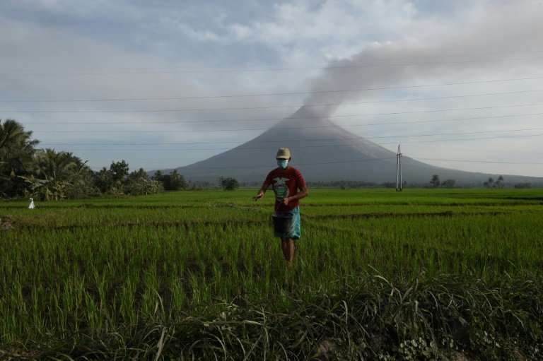 A farmer on his rice plantation as Mayon volcano spews ash from its crater near Camalig in Albay province, south of Manila