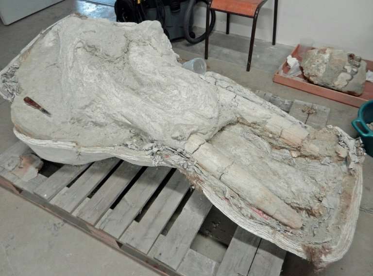 A farmer stumbled across the skull of a mastodon, an extinct relative of the elephant, in the French Pyrenees