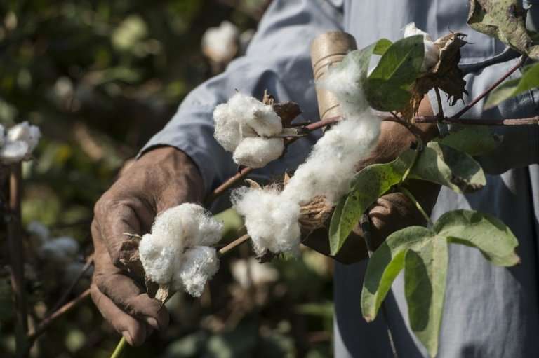 A farmer works in a cotton field in Kafr el-Sheikh in Egypt's Nile Delta on September 13, 2018