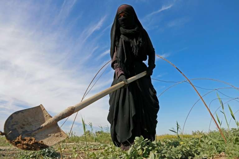 A female Iraqi farmer digs with a shovel in a field in Diwaniyah, around 160 kilometres (100 miles) south of the capital Baghdad