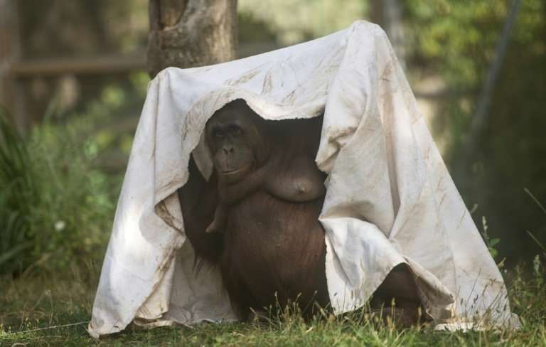 A female orangutan hides from the blazing sun in Madrid, Spain