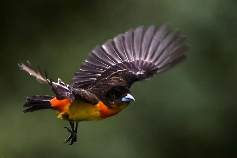 A Flame-rumped tanager (Ramphocelus flammigerus) in Colombia's Cloud Forest of San Antonio, in the rural area of Cali