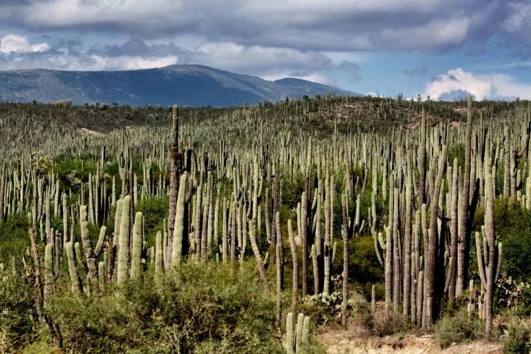 A forest of cacti in the Tehuacan-Cuicatlan Valley, which has just been declared a UNESCO World Heritage mixed site, reflecting 