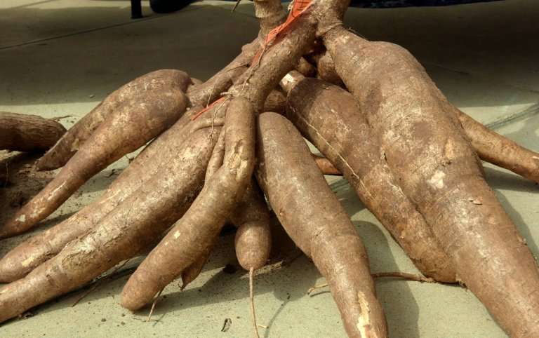 Africa is the world's largest producer of cassava, accounting for 57 percent of a crop that some 800 million people around the w