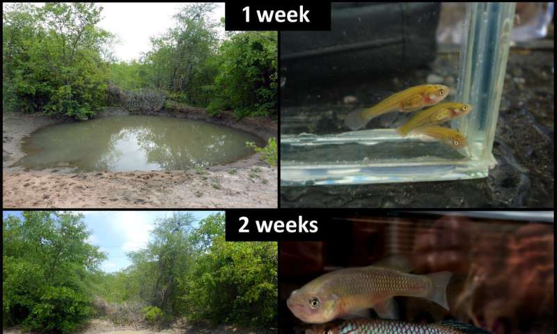 African killifish becomes fastest maturing vertebrate on record