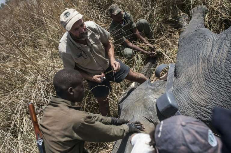 African Parks veterinarian Pete Morkel, centre, and rangers put a collar on a tranquilised elephant