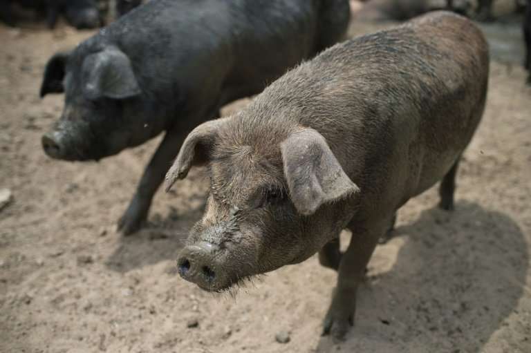 African swine fever is not harmful to humans but causes haemorrhagic fever in domesticated pigs and wild boar