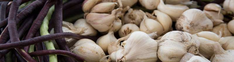 Aged garlic extract may help obese adults combat inflammation, study suggests