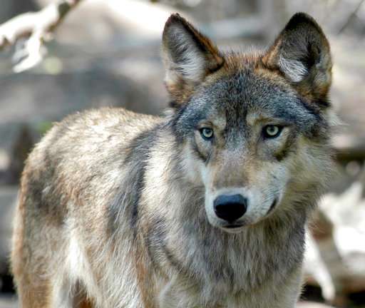 Agency considers dropping wolf protections