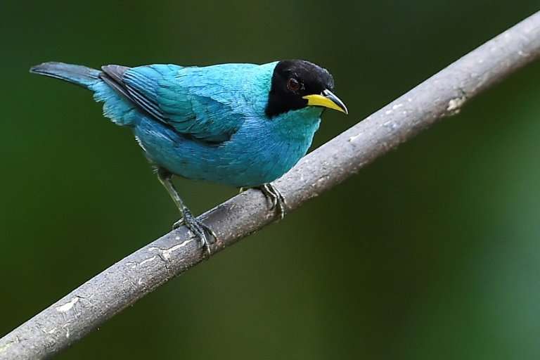 A Green Honeycreeper (Chlorophanes spiza) in Colombia, home to the greatest diversity of birds in the world