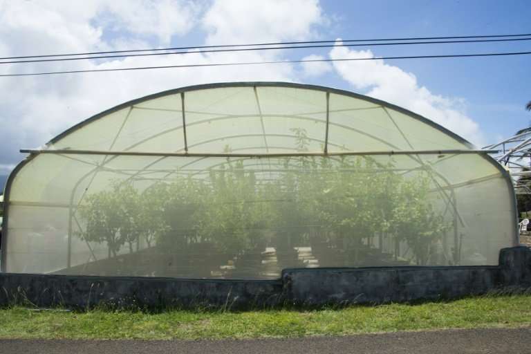 A greenhouse for unafflicted citrus fruits Guadeloupe run by CIRAD