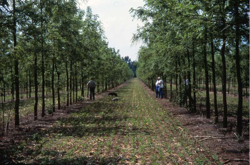 Agroforestry systems may play vital role in mitigating climate change