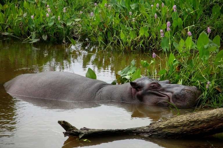 A hippopotamus—named Tyson by local residents— is seen in a stream, where it was found at Las Choapas locality, in Veracruz stat