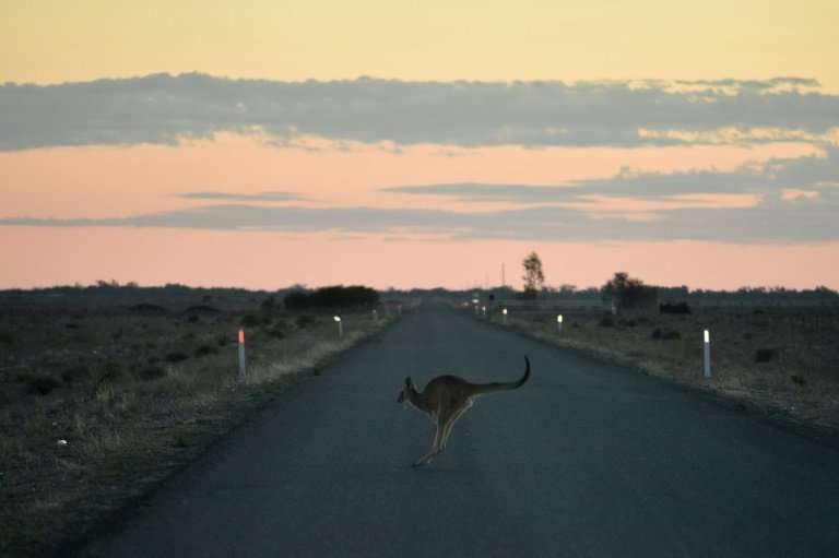 A kangaroo hops across the road outside the town of Booligal in western New South Wales—one of the many species struggling to ad