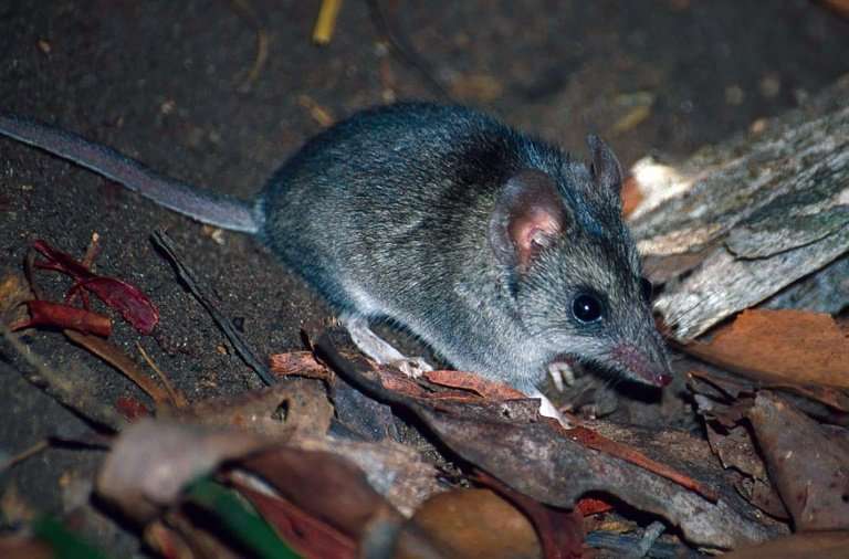 A kangaroo island dunnart at an undisclosed location in the Australian bush. The main causes of species decline that have been i