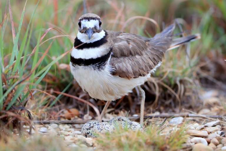 A killdeer has laid four eggs in a nest right by the planned location for the main stage at Bluesfest