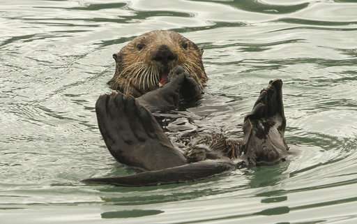 Alaska dive fishermen plead for relief from sea otters