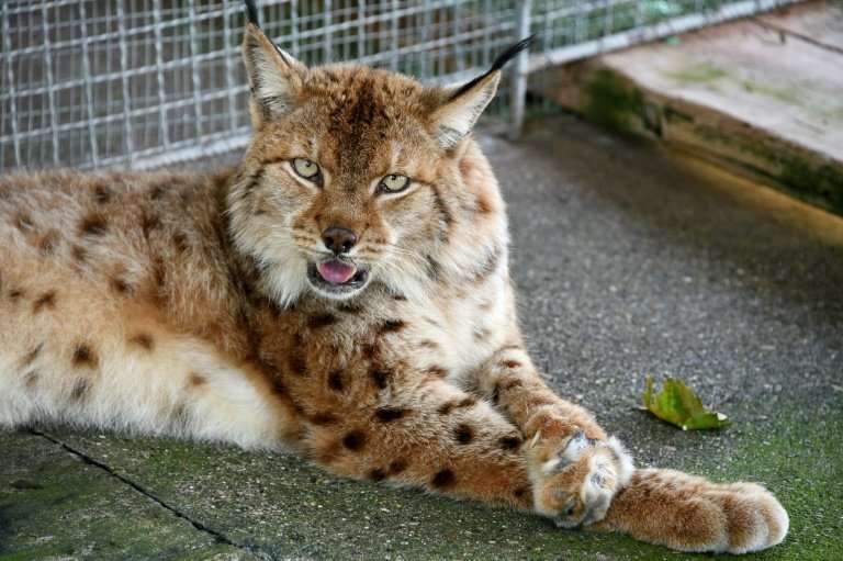 Albania suffered rampant deforestation in the 1990s, destroying the habitat and hunting ground of the lynx