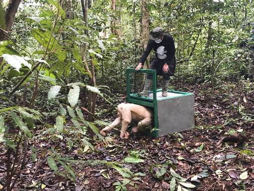 Alba the albino orangutan returned to jungle in Indonesia
