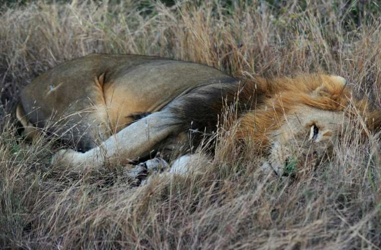 A lion at Kruger National Park in South Africa where there are just 3,000 lions in the wild in the country's parks