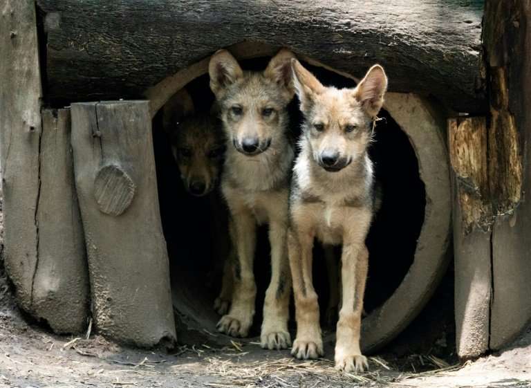 A litter of eight Mexican wolf cubs has graced a zoo in Mexico and given new hope for the endangered species