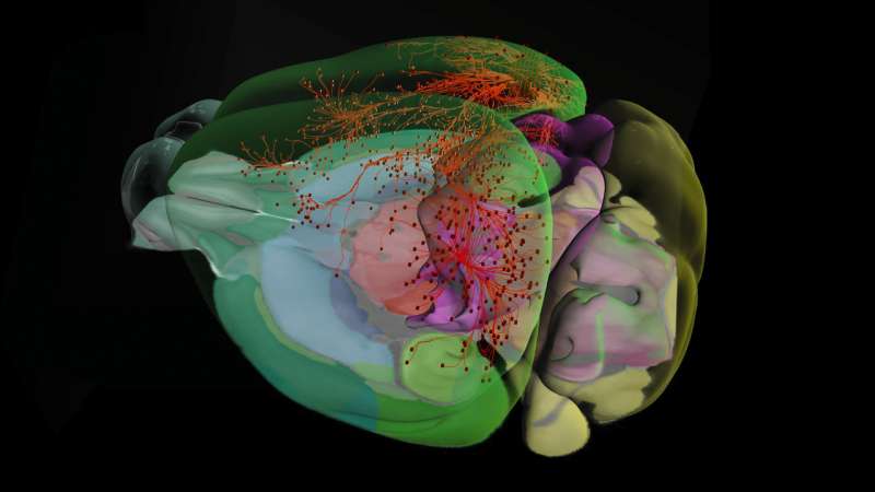 Allen Institute for Brain Science database release nearly doubles mouse brain cell data