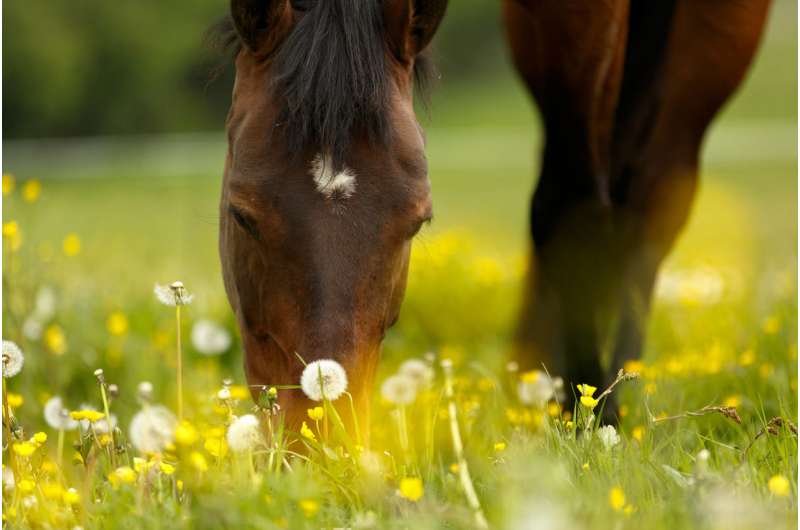 Allergen chip identifies allergies in horses