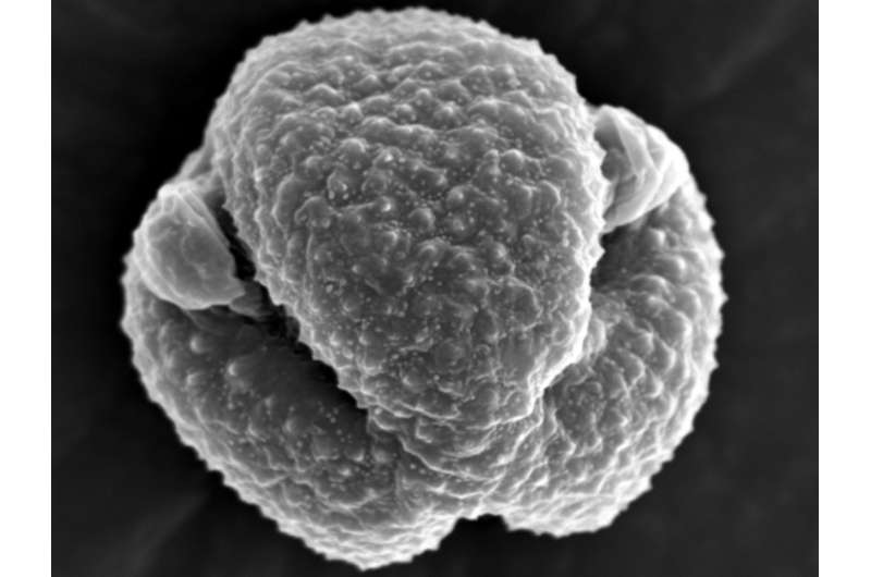 Allergies: Mugwort pollen as main source of airborne endotoxins