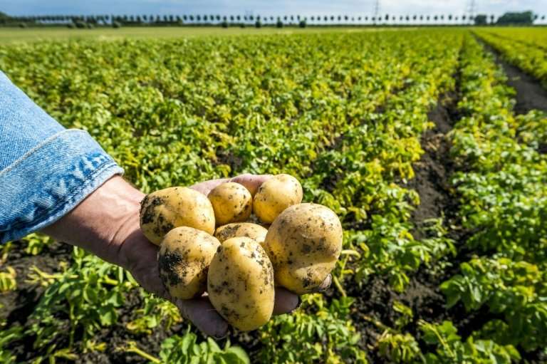 All five top European Union potato producers—Belgium, Germany, the Netherlands, France and the United Kingdom—have been hit by t