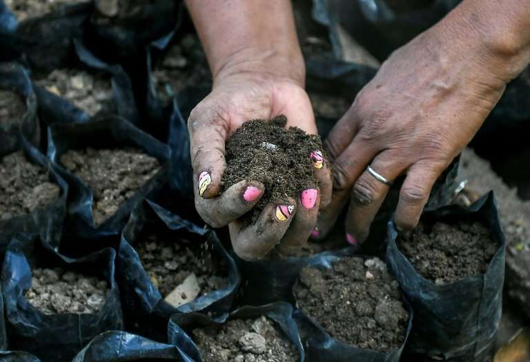 A local farmer prepares the soil to sow guaimaro tree seeds at a small farm in the Colombian foothill town of Dibulla, in a proj