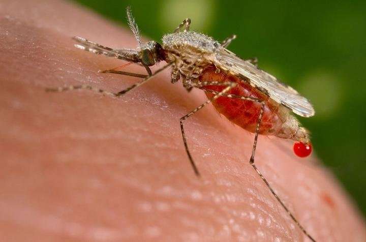 Altered body odor indicates malaria even if microscope doesn't