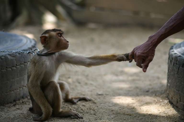 Although animal rights groups have protested against training monkeys, Wan insists he treats his charges kindly