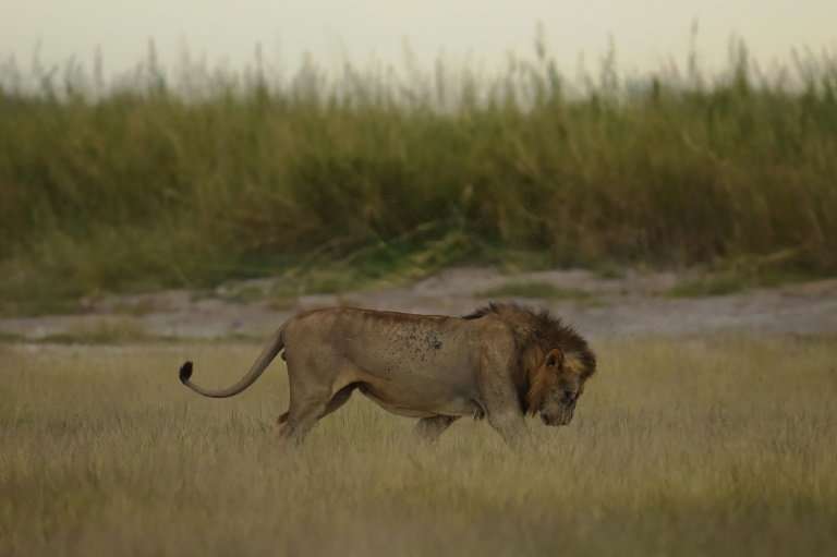 A male lion is pictured at Kenya's Amboseli National Park in June 2018
