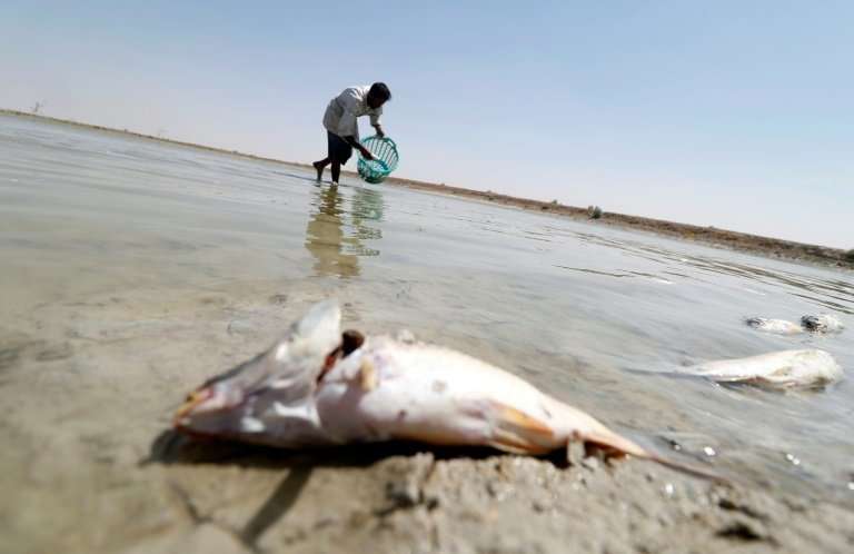 A man collects dead fish from a reservoir at a fish farm north of Basra in southern Iraq