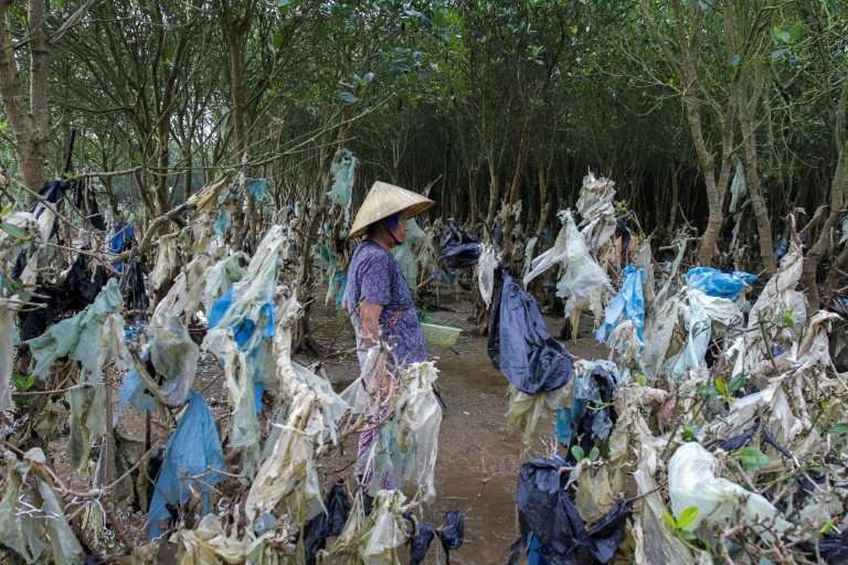 A mangrove forest in Vietnam's Thanh Hoa is festooned with plastic rubbish washed in with the tide