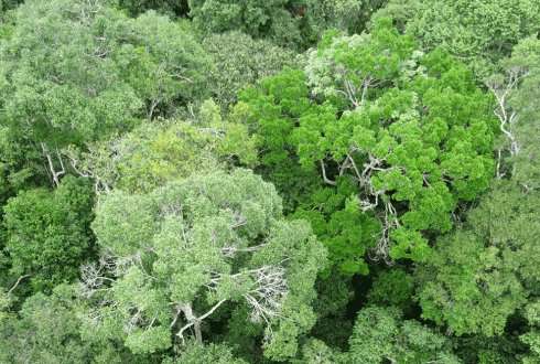 Amazon forests stabilise each other during drought