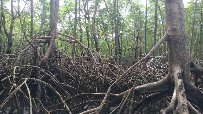 Amazon mangrove forest stores twice as much carbon per acre as region’s famous rainforest